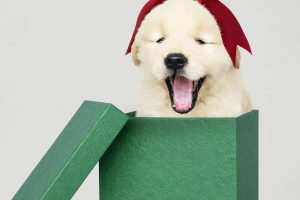 Regalo perro